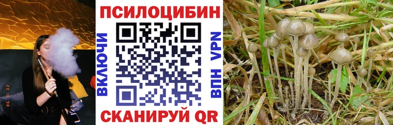 Галлюциногенные грибы Psilocybine cubensis  хочу   Княгинино 